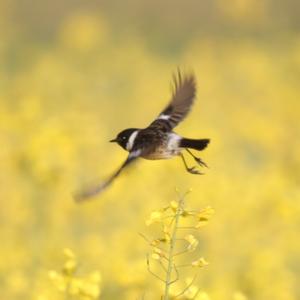 European stonechat