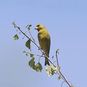 European Greenfinch