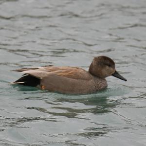 Gadwall