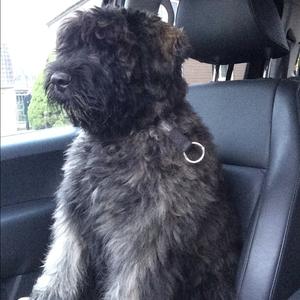 Bouvier des Flandres