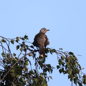 Mistle Thrush