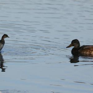 Little Grebe