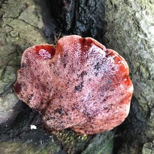 Beefsteak Polypore