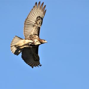 Rotschwanzbussard