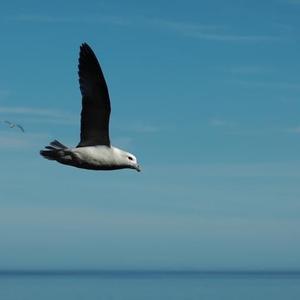 Northern Fulmar