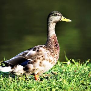 Mallard