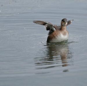 Little Grebe