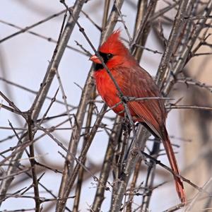 Northern Cardinal