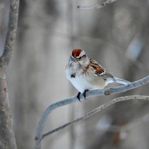 American Tree Sparrow