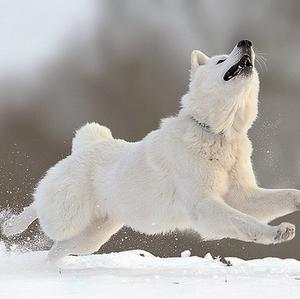 Berger Blanc Suisse