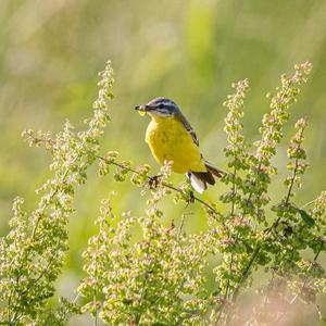 Yellow Wagtail