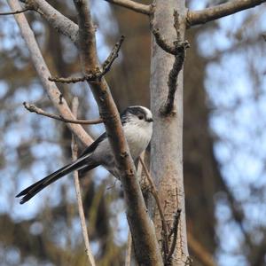 Long-tailed Tit