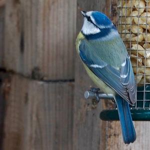 Blue Tit