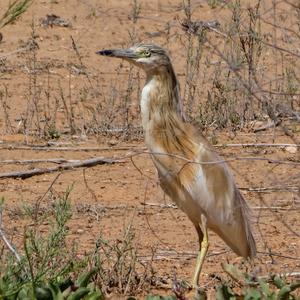 Squacco Heron