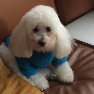 Poodle (Miniature)