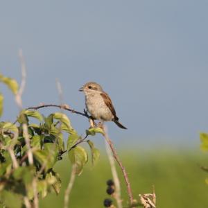 Red-backed Shrike