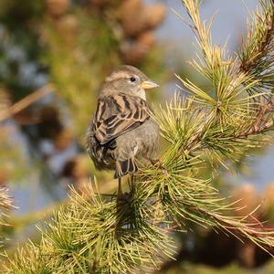 House Sparrow