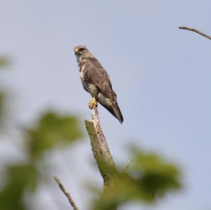 Mäusebussard