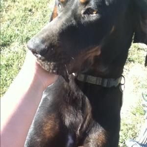 Black and Tan Coonhound