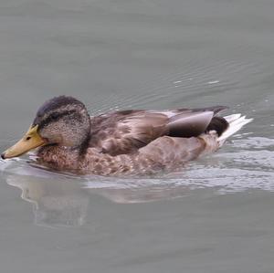 Common Teal