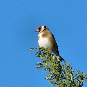 European Goldfinch