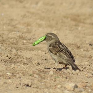 House Sparrow