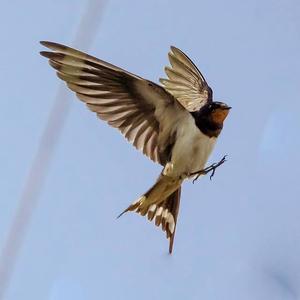 Barn Swallow