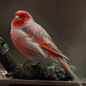 Common Rosefinch