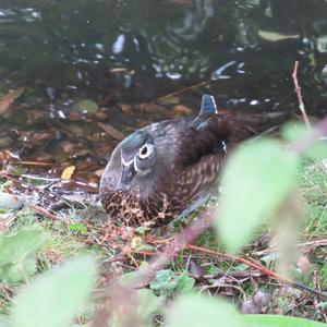 Wood Duck