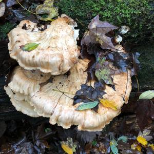 Chicken Mushroom