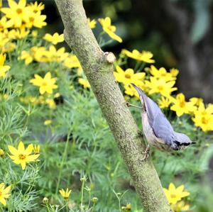 Wood Nuthatch