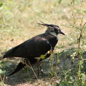 Northern Lapwing