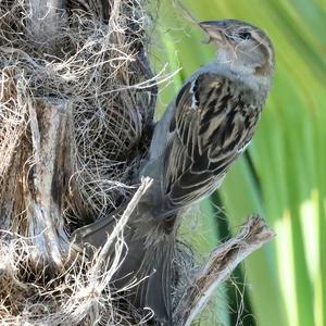 House Sparrow