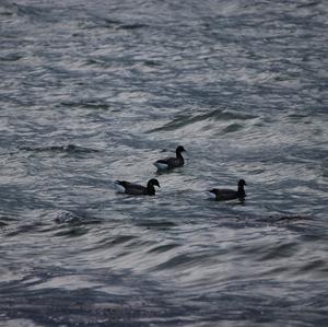 Brent Goose