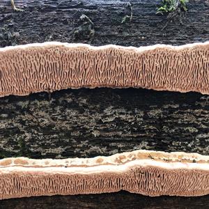 Thick-maze Oak polypore