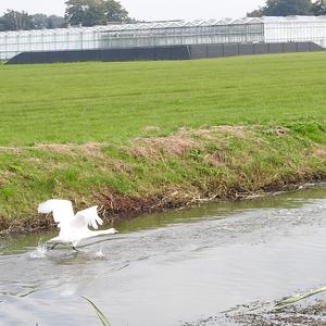 Whooper Swan