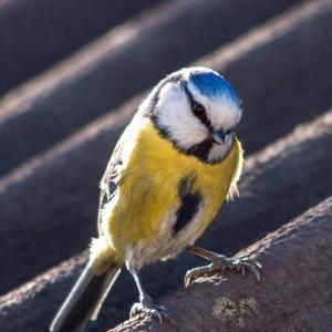 Blue Tit