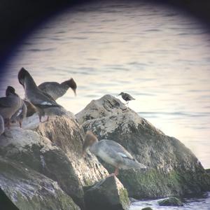 Dunlin