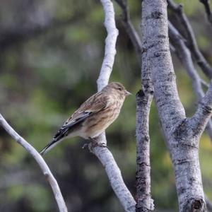 Eurasian Linnet