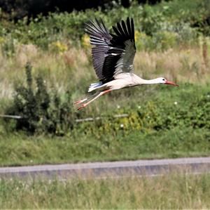 White Stork