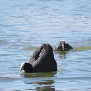 Common Coot