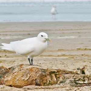 Ivory Gull