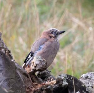 Eurasian Jay