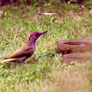 Eurasian Green Woodpecker