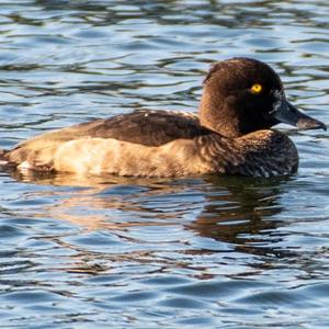 Tufted Duck