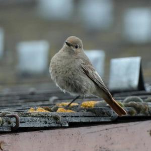 Black Redstart