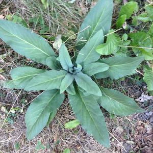 Unknown Species