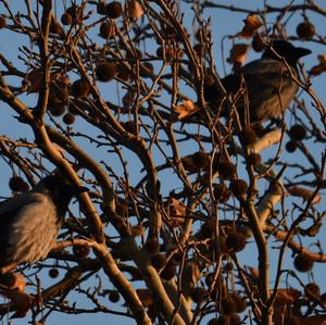 Hooded Crow