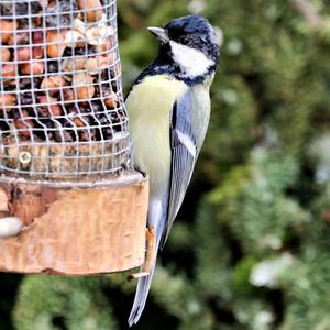 Great Tit