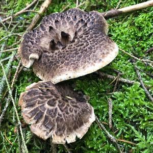 Shingled Hedgehog